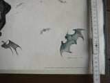 Poster Batman 2001 Y. Amano - Mycomicshop.be